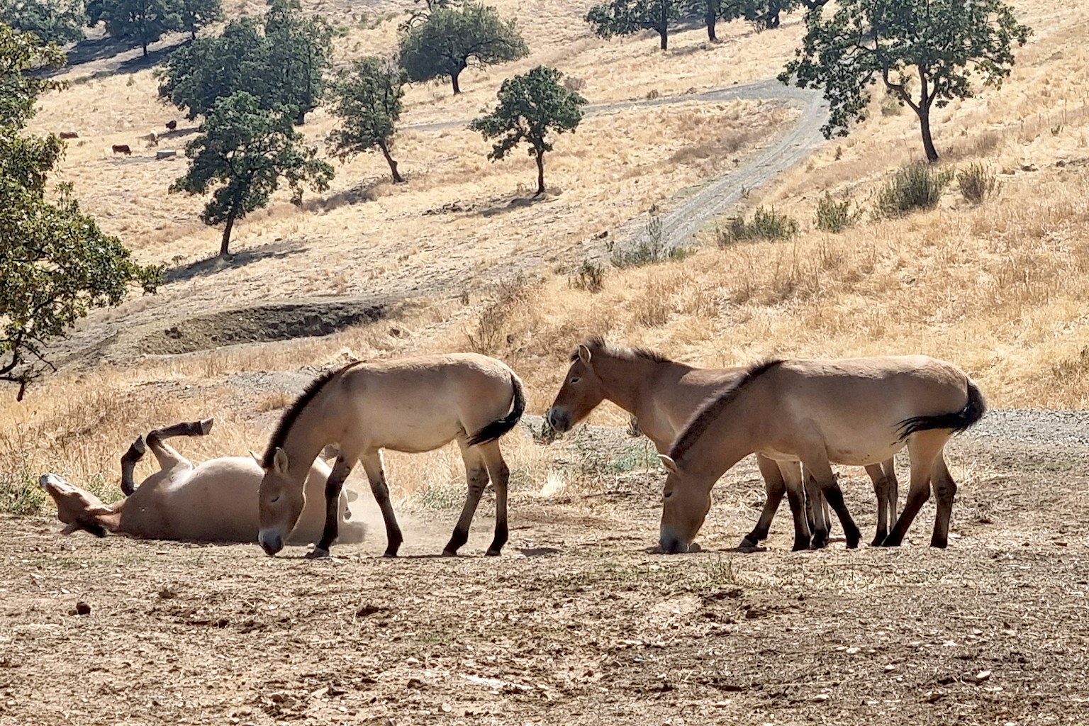 A herd of Przewalski horses rolling in the dust in Spain