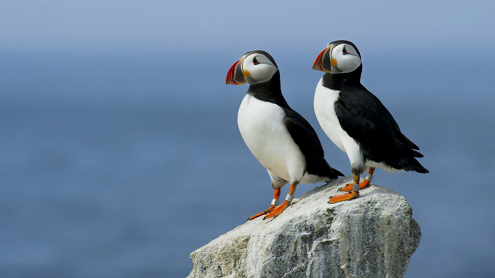 Two puffins standing on a rock in front of the ocean
