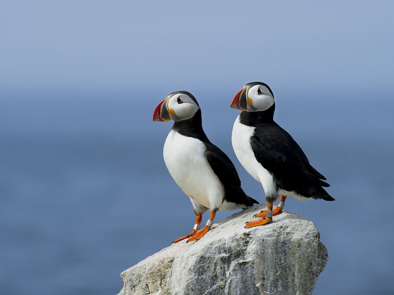 Puffins c ray hennessy wildscreen