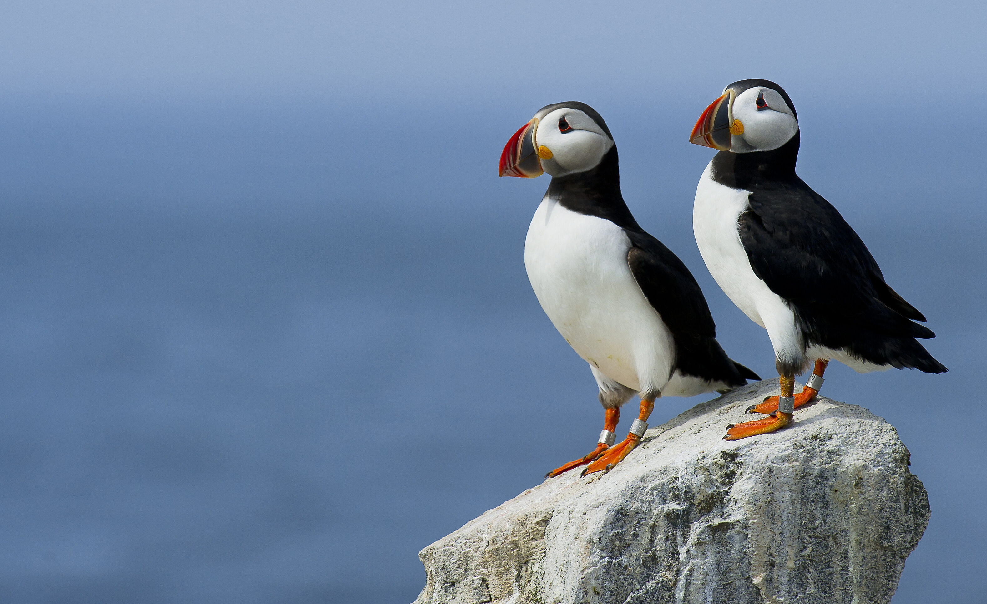 Puffins