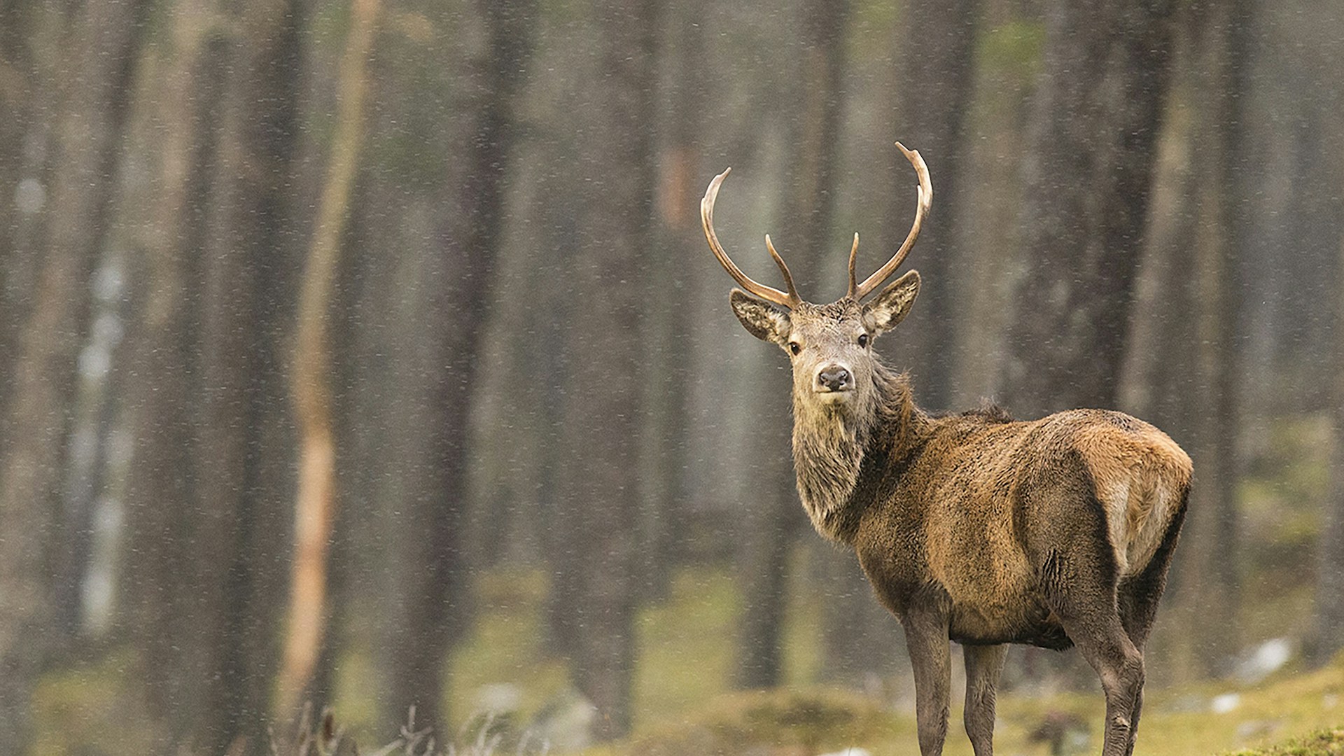 Red deer stag in pine woodland