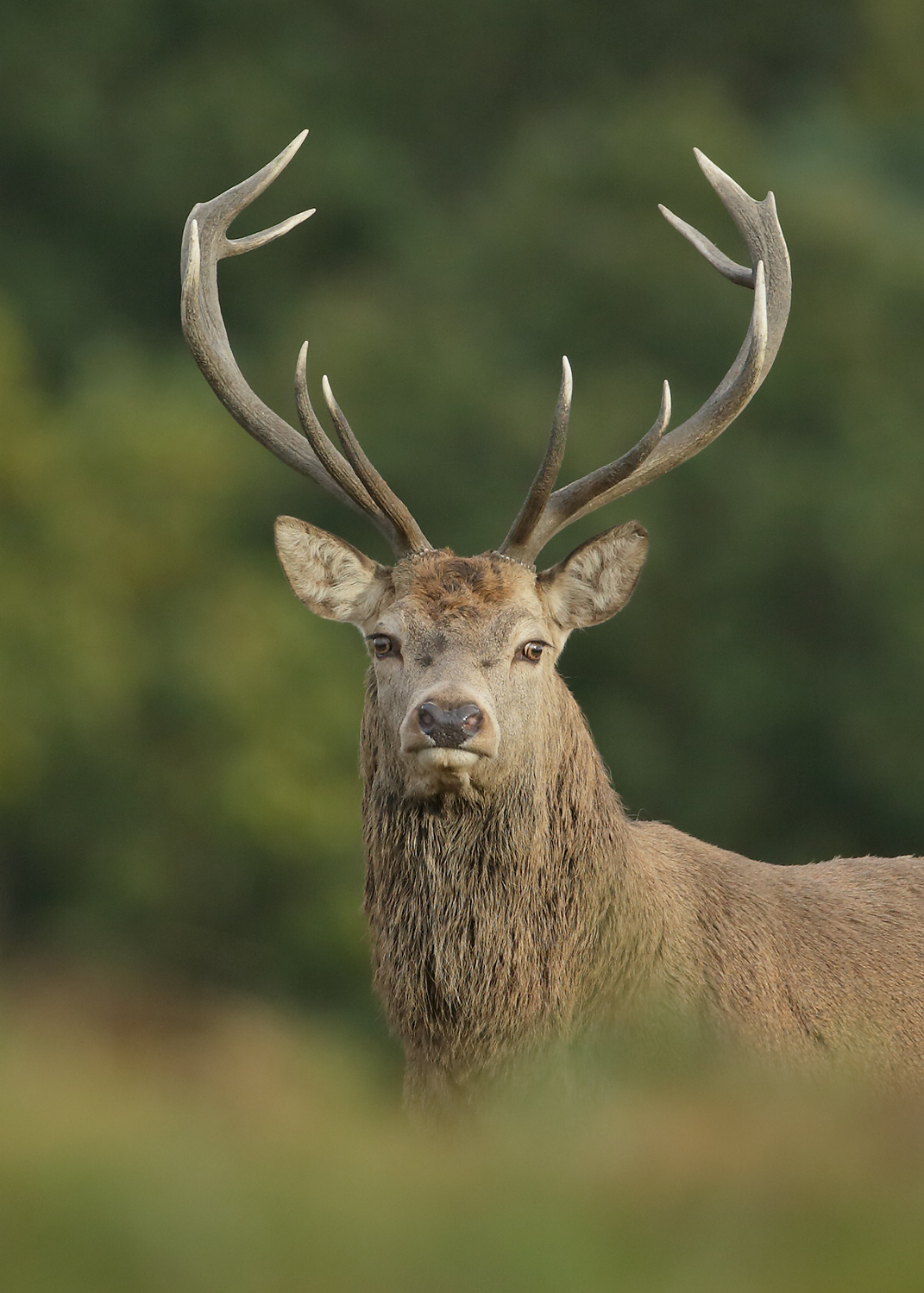 Red deer