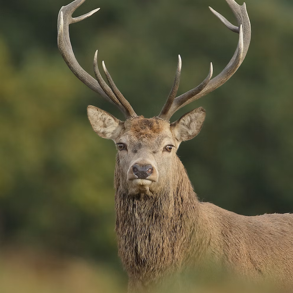 Red deer