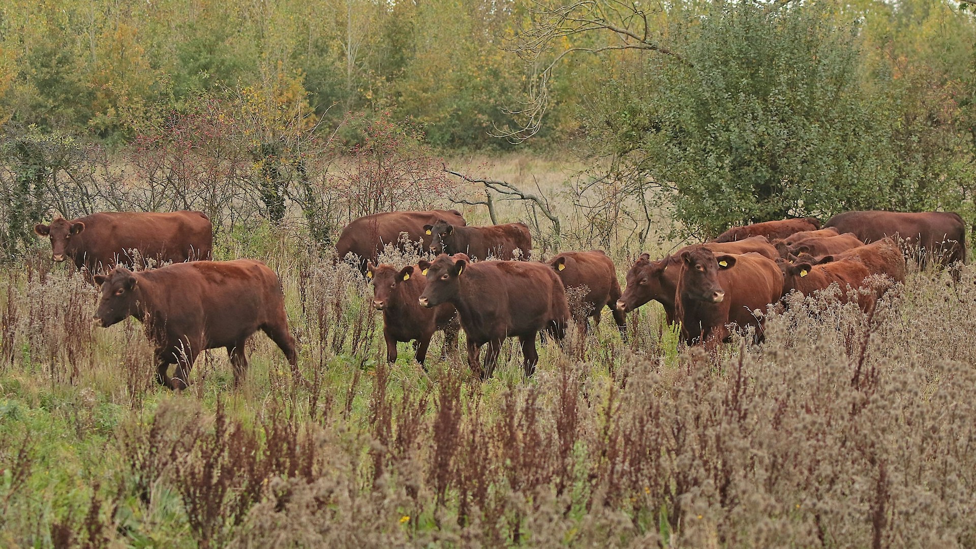 Red poll cattle