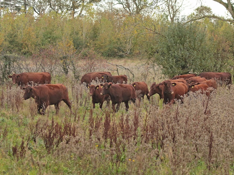 Red poll cattle