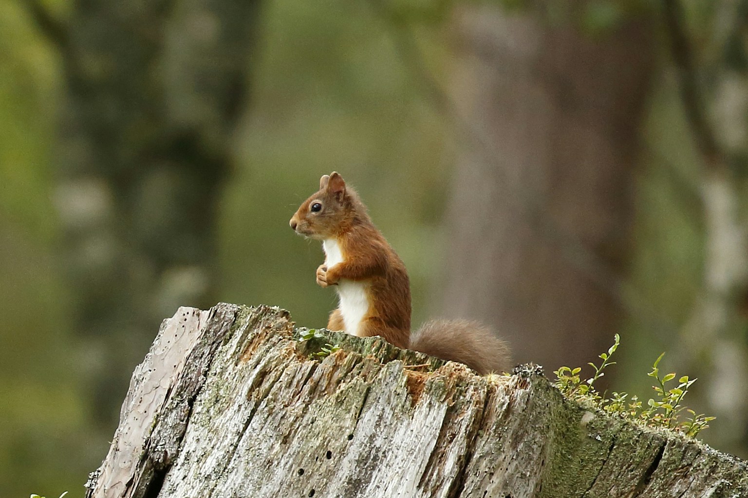 Red squirrel