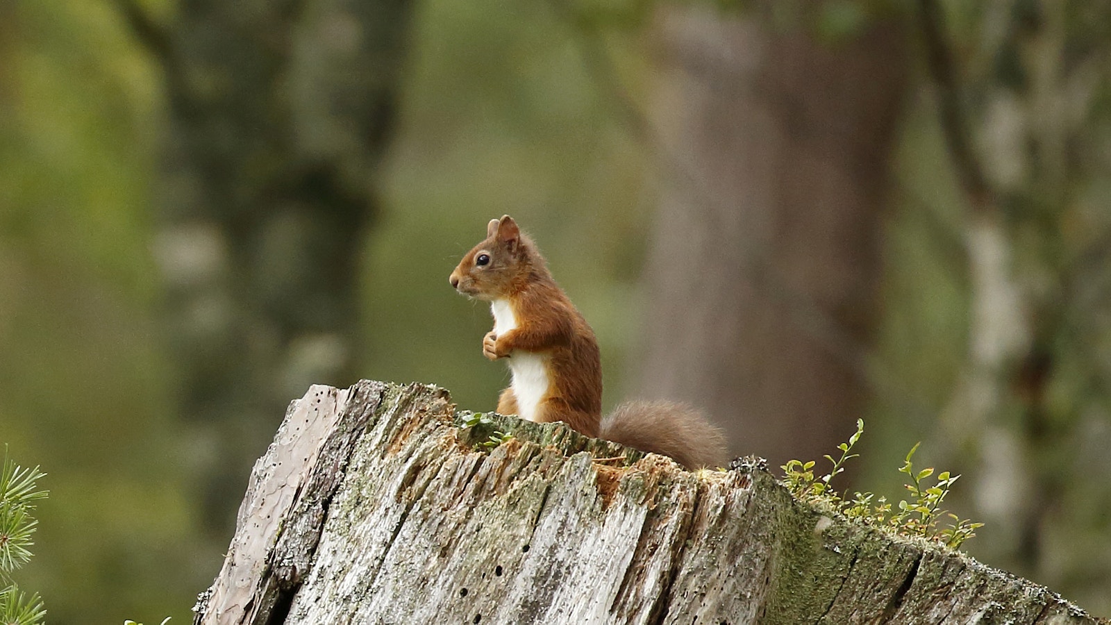 Red squirrel