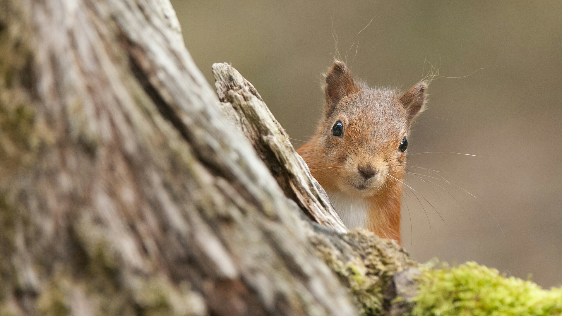 Red squirrel