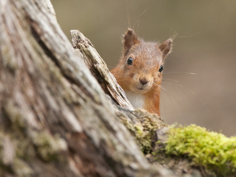 Red squirrel