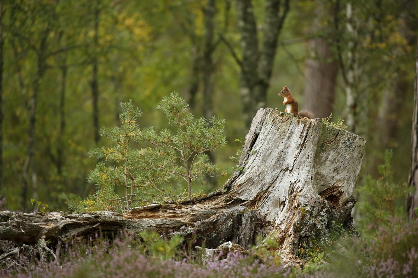 Red Squirrel (Sciurus vulgaris) in summer in woodland habitat in the Cairngorms National Park, Scotland.