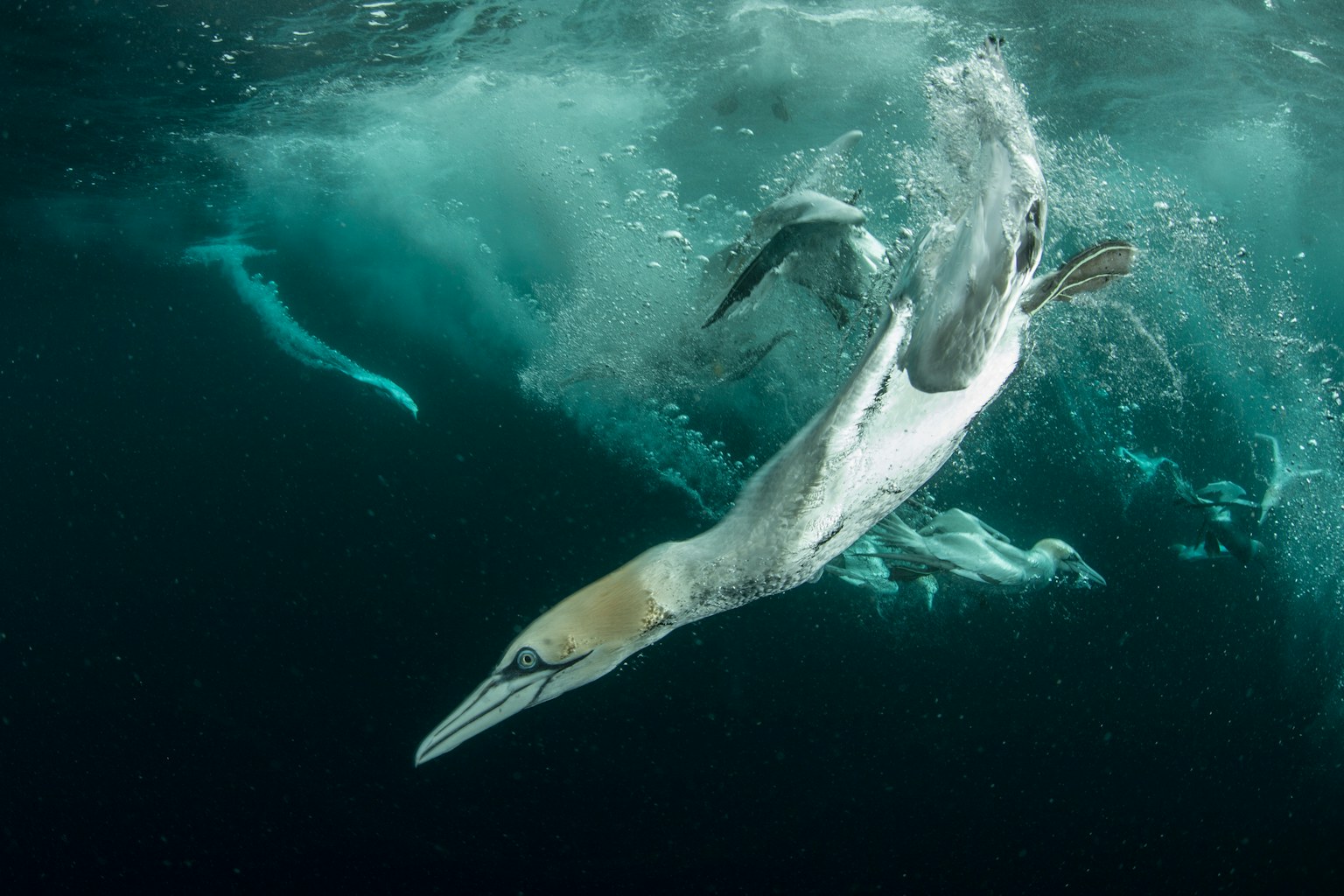 Rewild the seas gannet