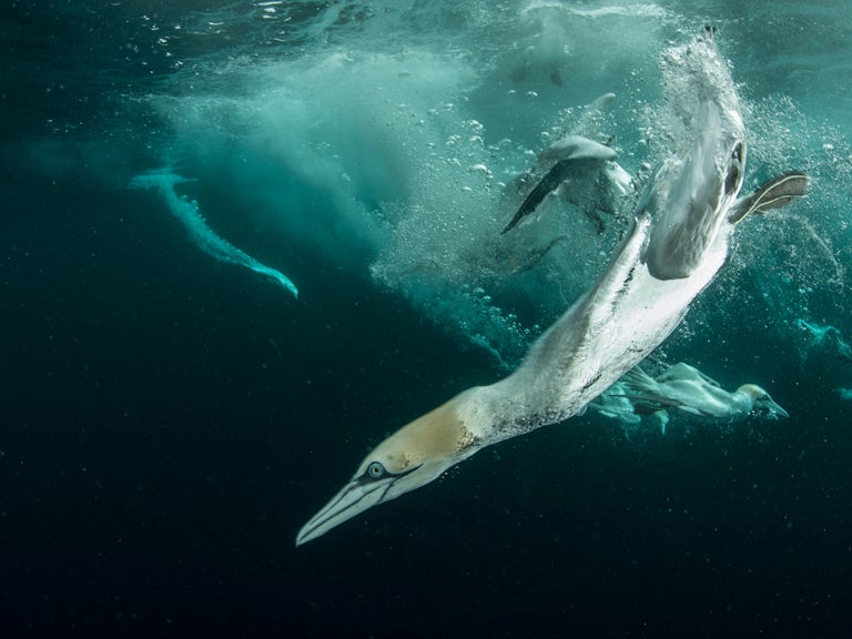 Rewild the seas gannet