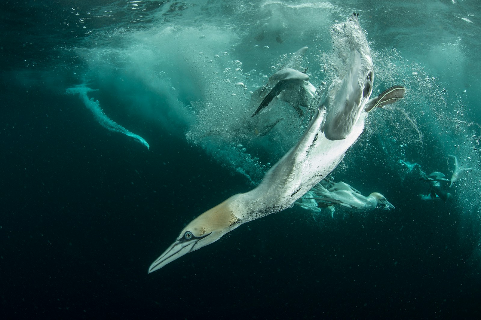 Rewild the seas gannet