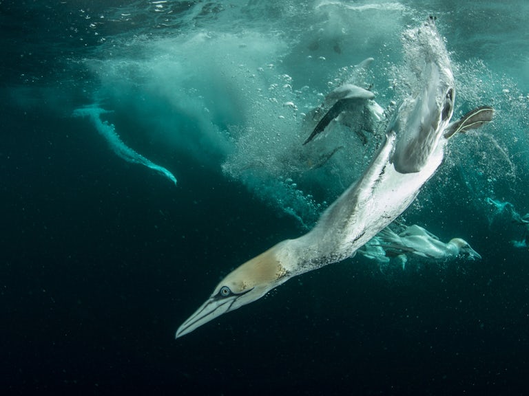 Rewild the seas gannet