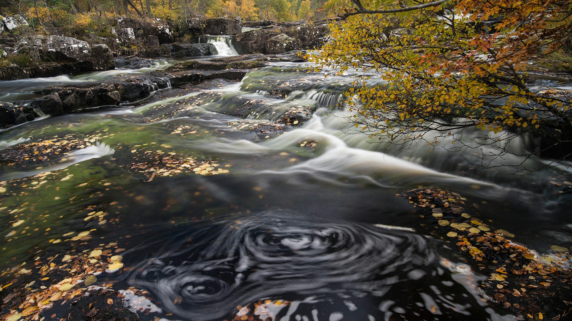 Rewilding water