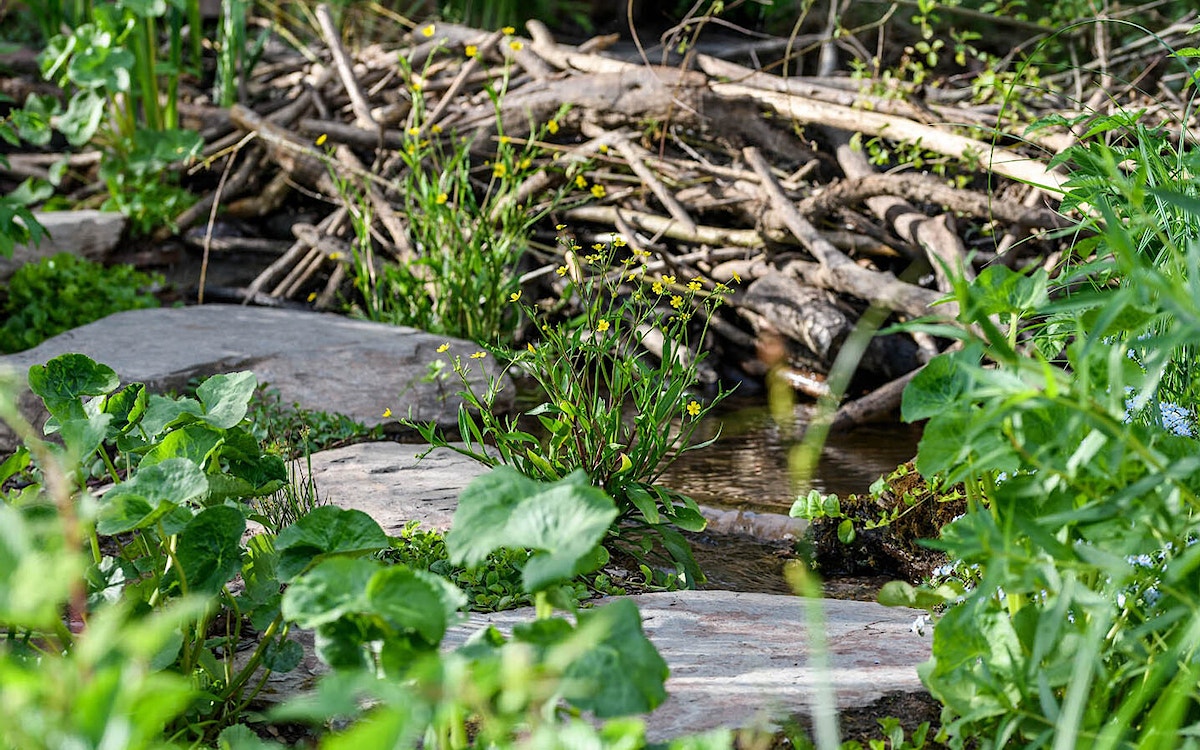 Rewilding britain chelsea