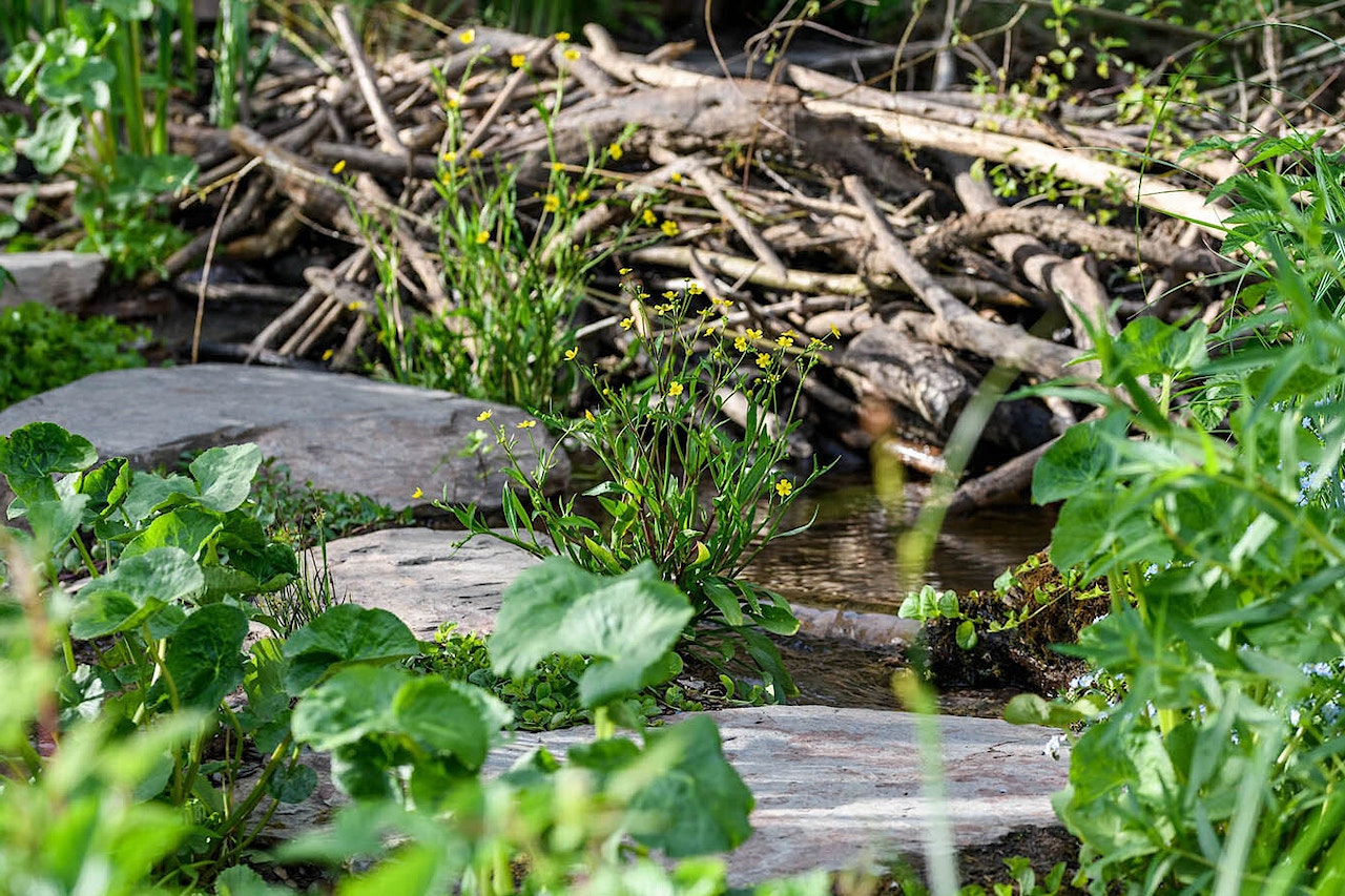 Rewilding britain chelsea