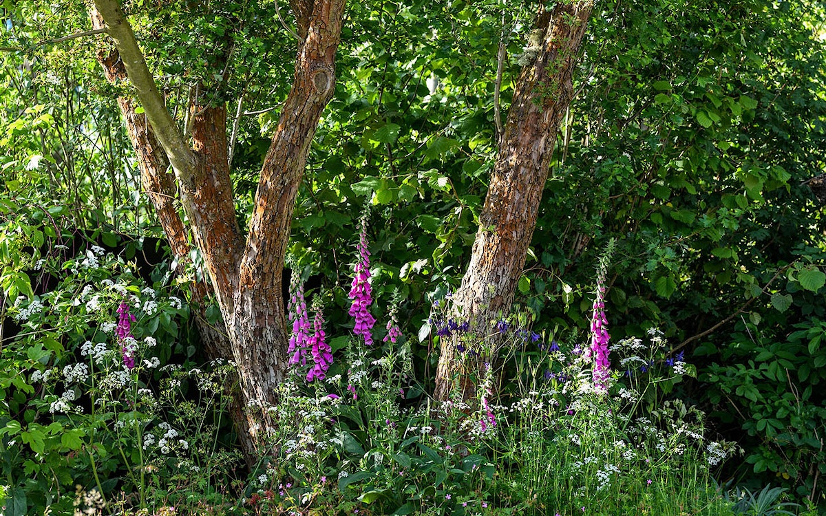 Rewilding britain chelsea