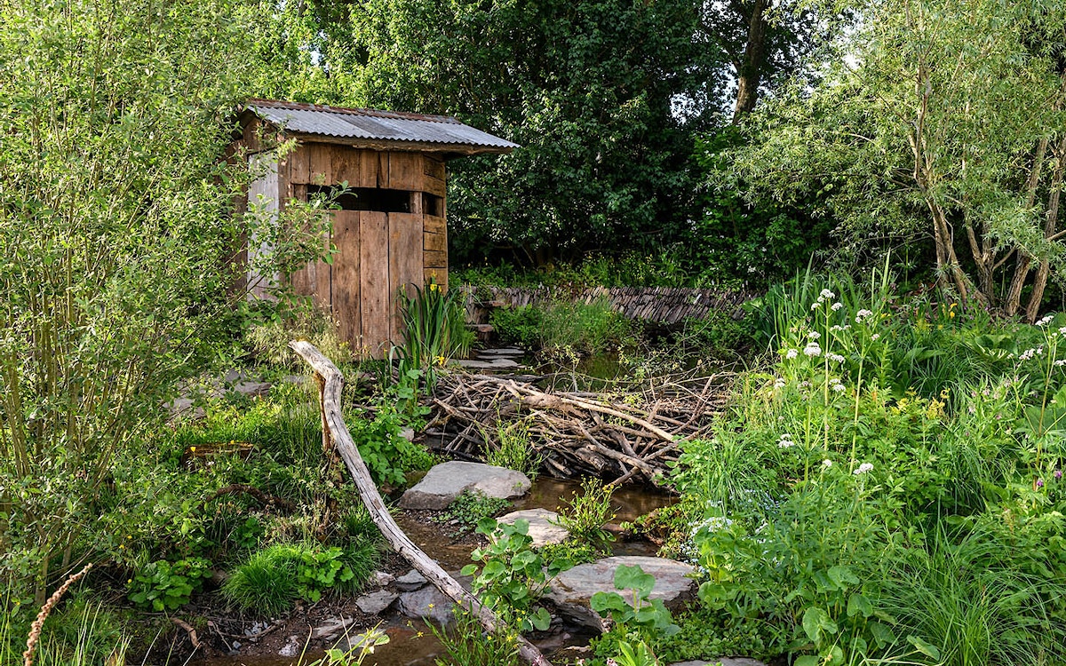 Rewilding britain chelsea