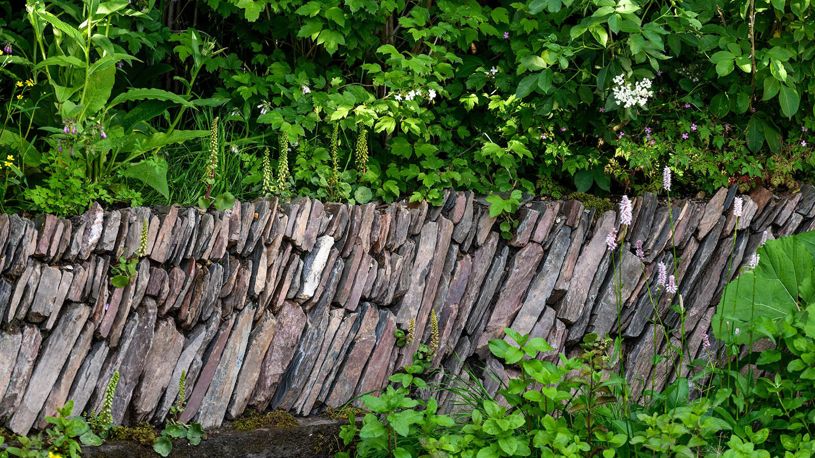 Rewilding britain chelsea