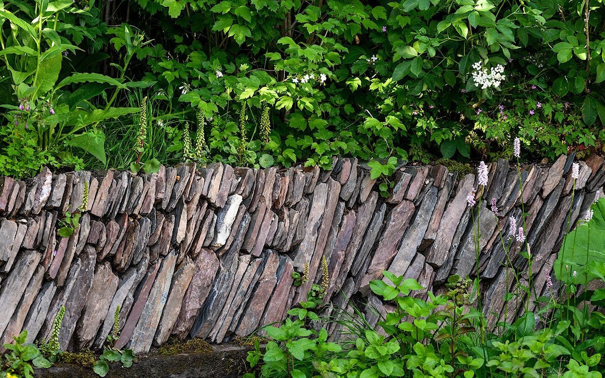 Rewilding britain chelsea