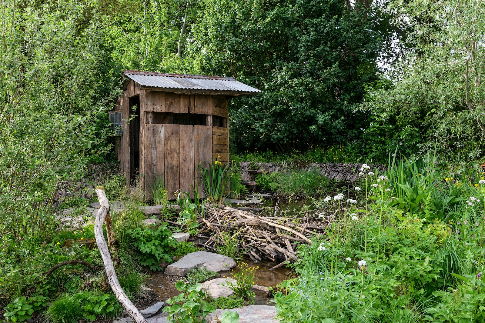 Rhs chelsea flower show rewilding