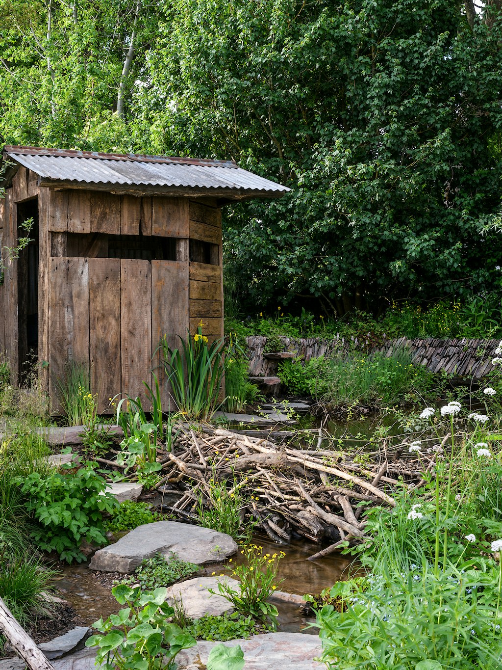 Rhs chelsea flower show rewilding