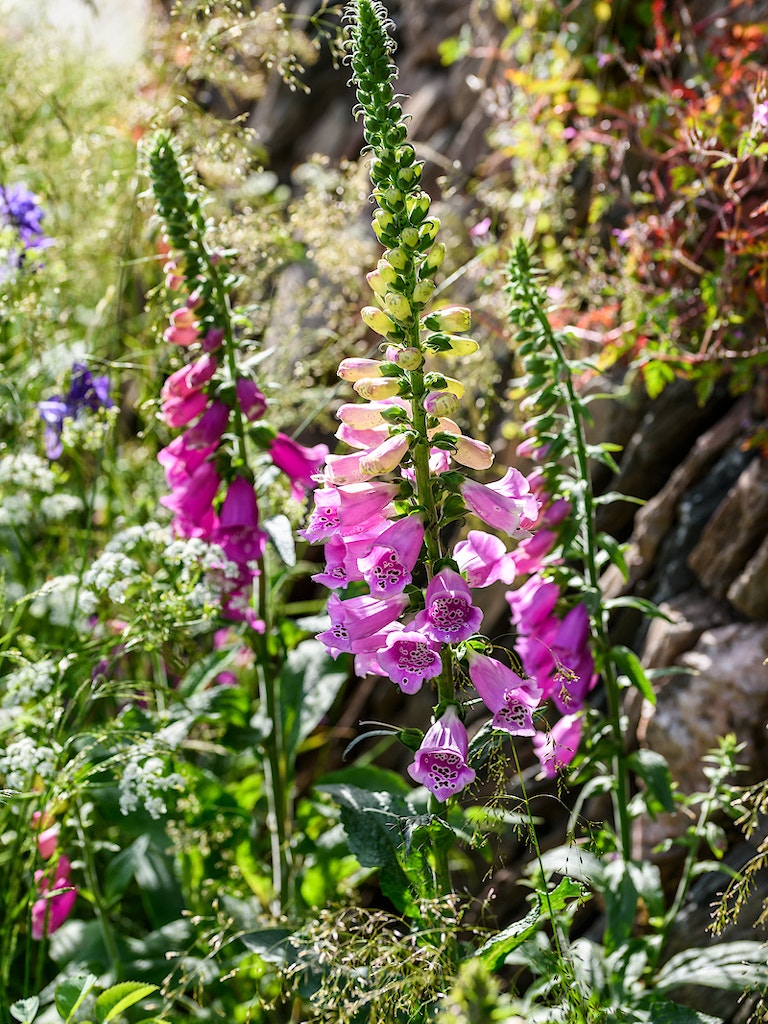 Rhs chelsea foxgloves rewilding