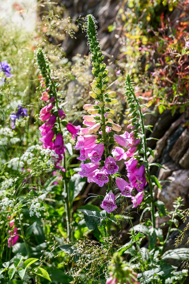 Rhs chelsea foxgloves rewilding