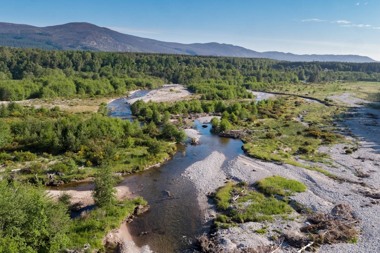 A delta of the River Feshie, lined by regenerating riparian woodland, in the Cairngorms National Park, Scotland.