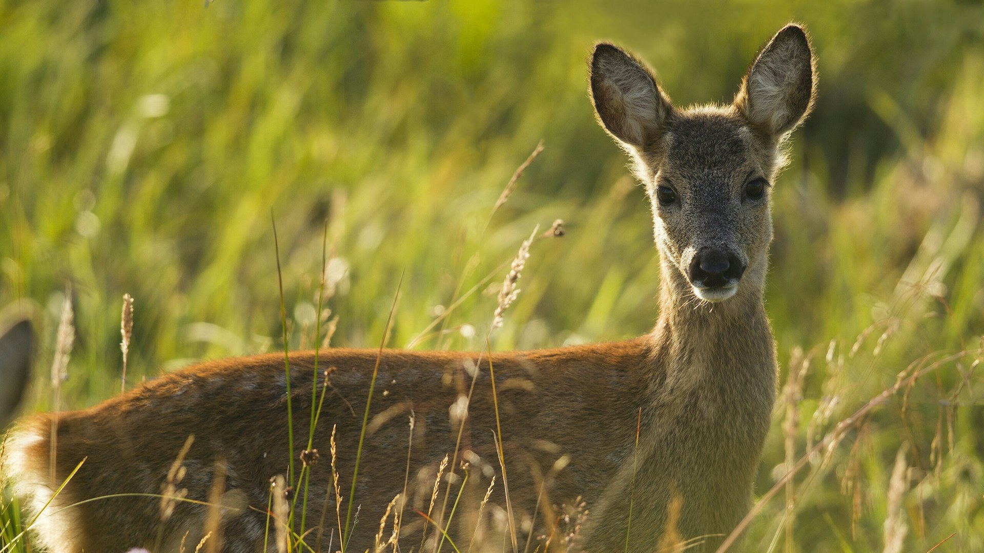 Roe deer in meadow