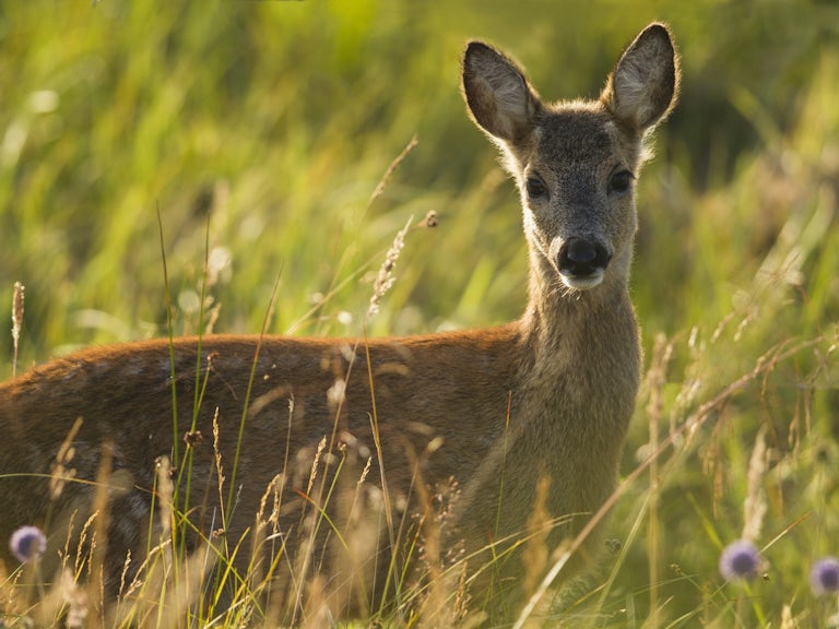 Roe deer in meadow