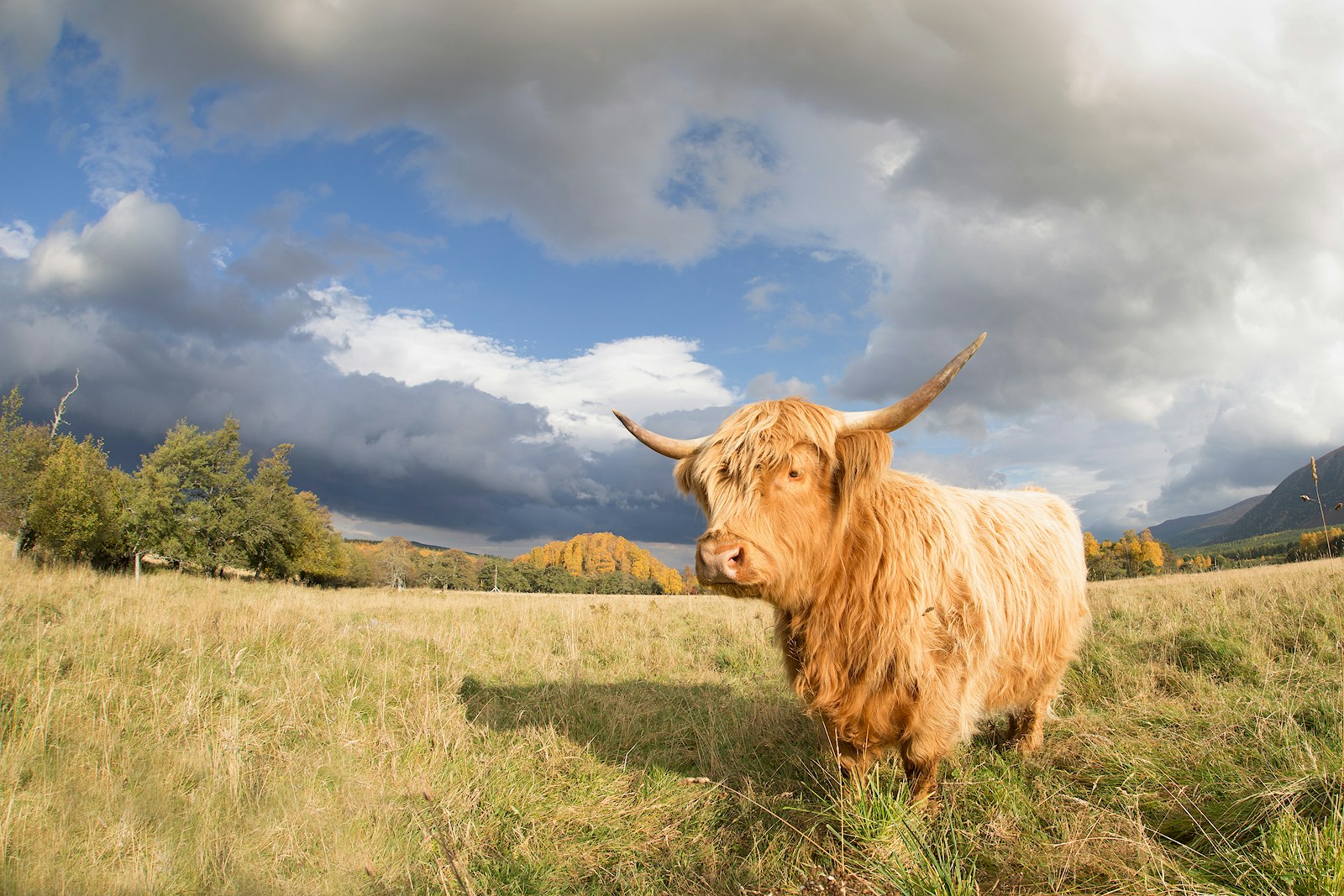 Highland cattle