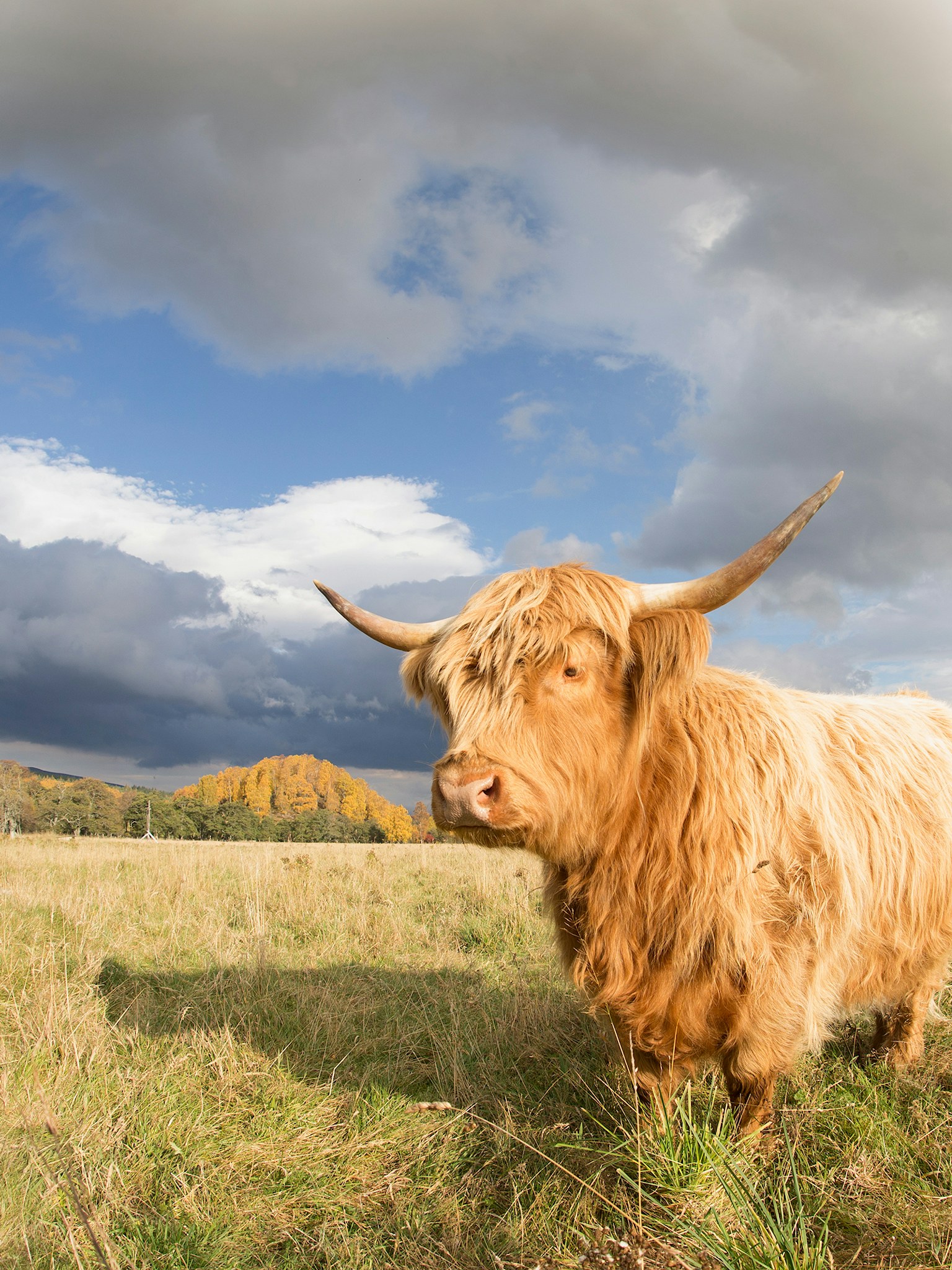 Highland cattle
