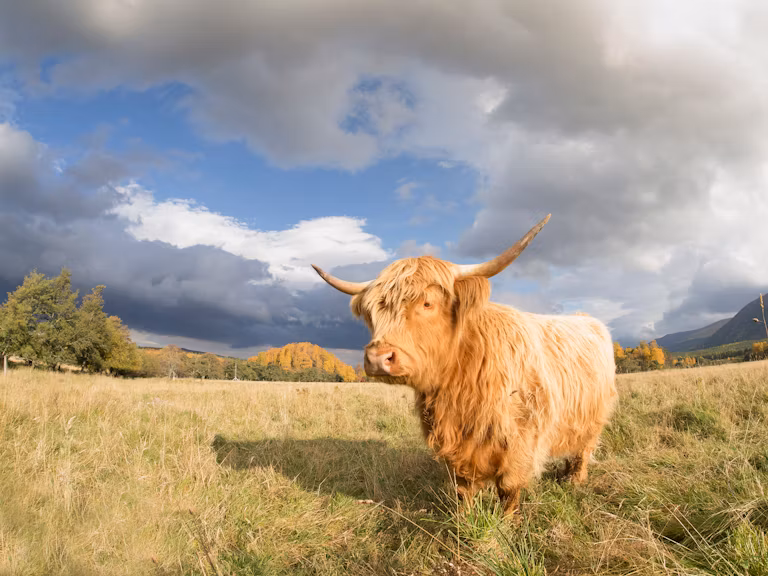 Highland cattle