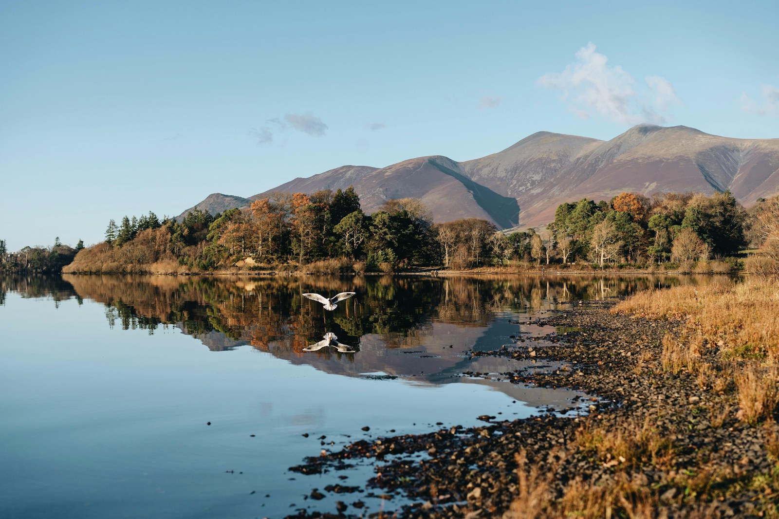 Seagull flying down on Lake in Lake District