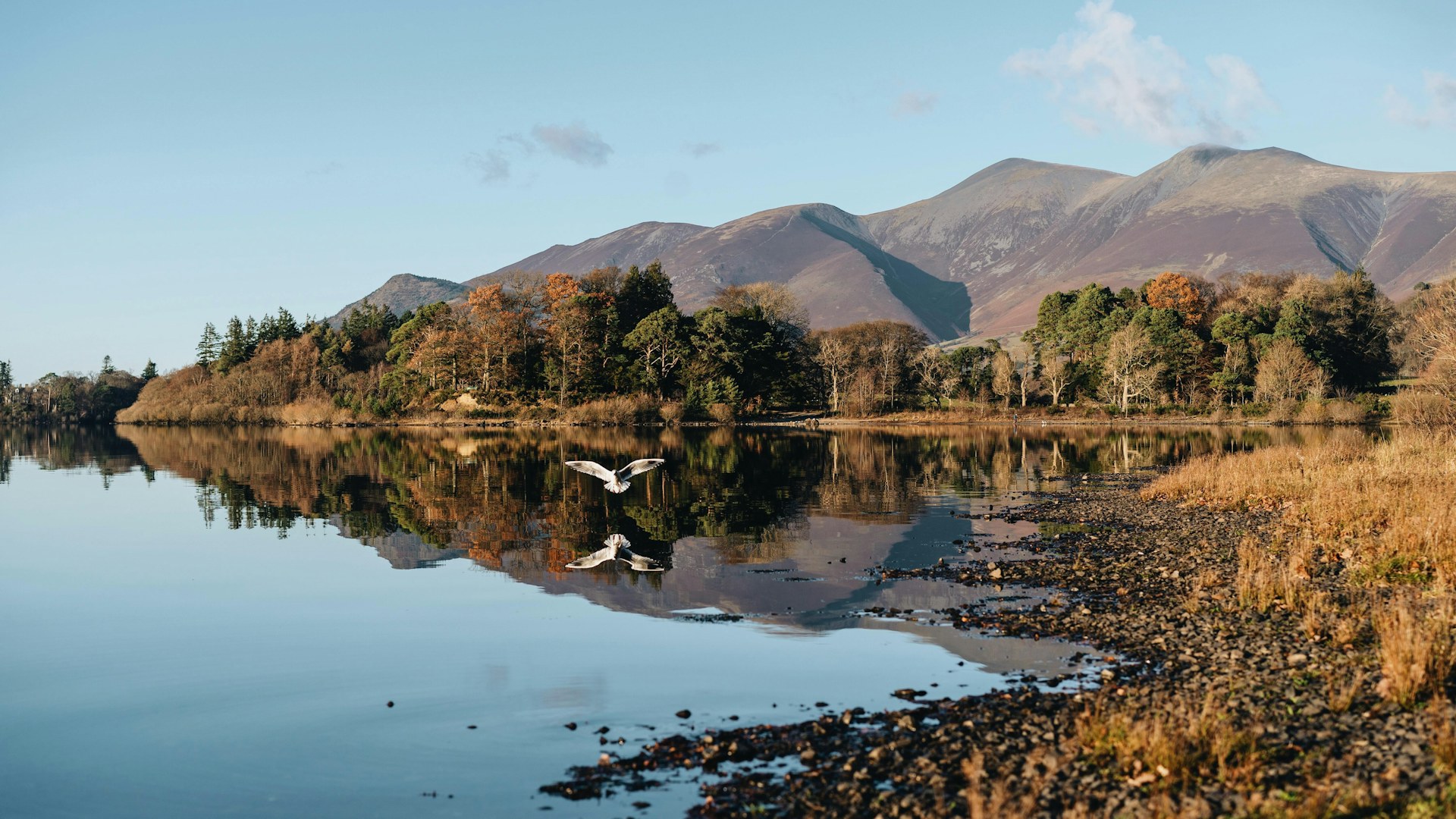 Seagull flying down on Lake in Lake District