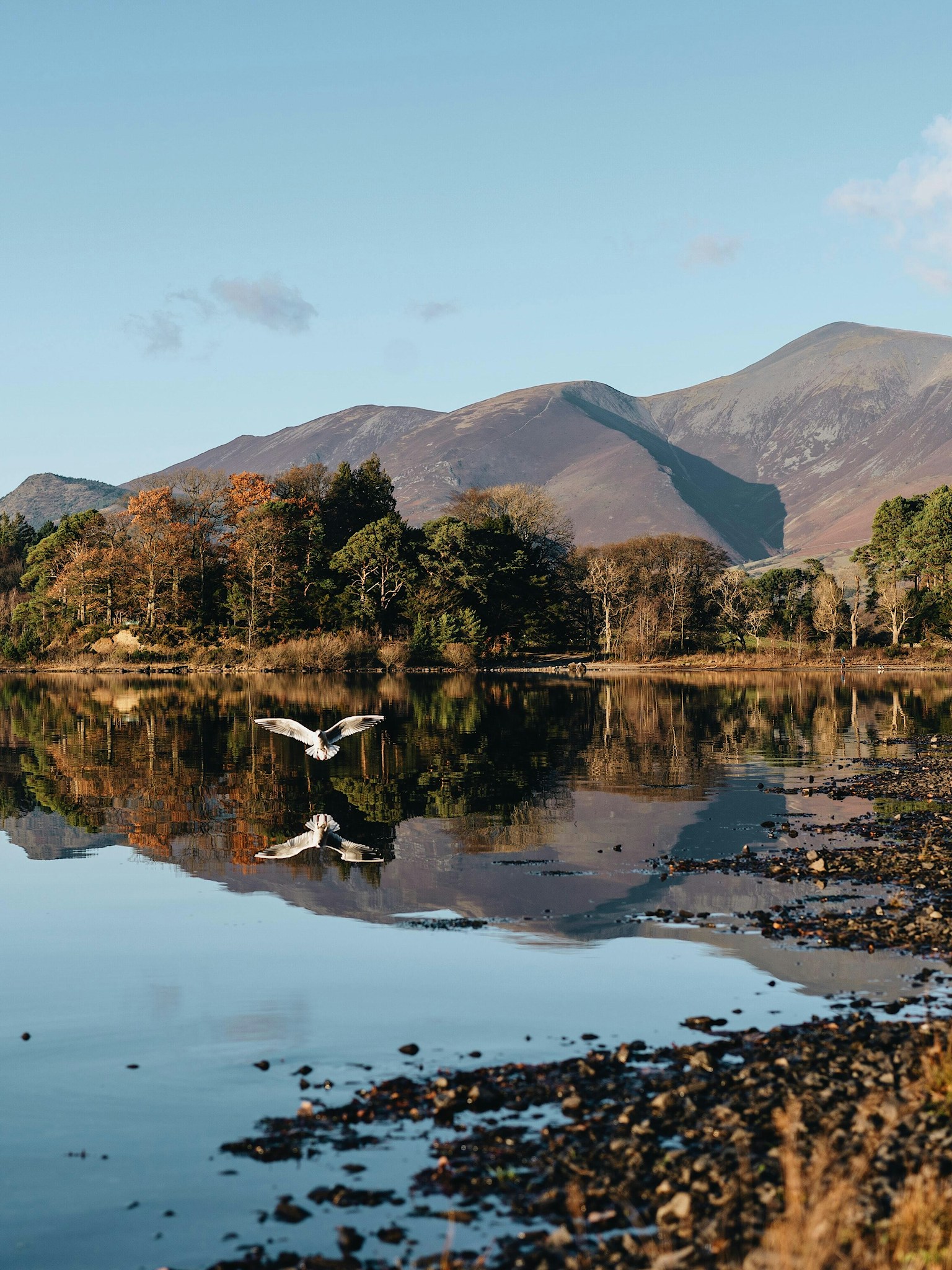 Seagull flying down on Lake in Lake District
