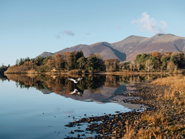 Seagull flying down on Lake in Lake District