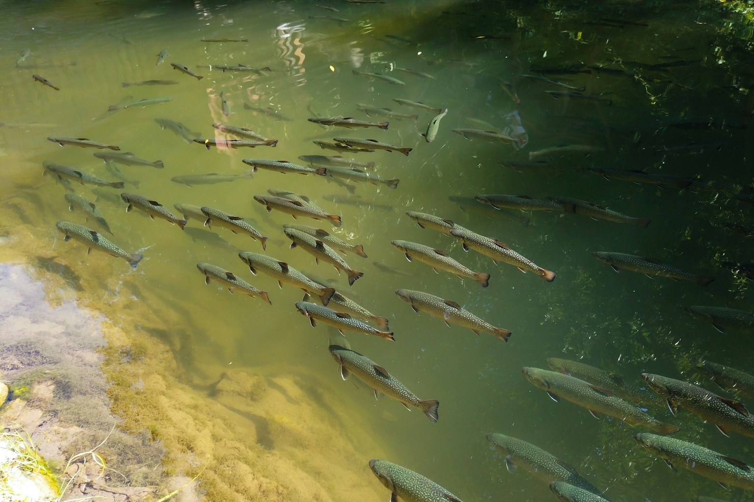 Group of brown trout swimming in a river.