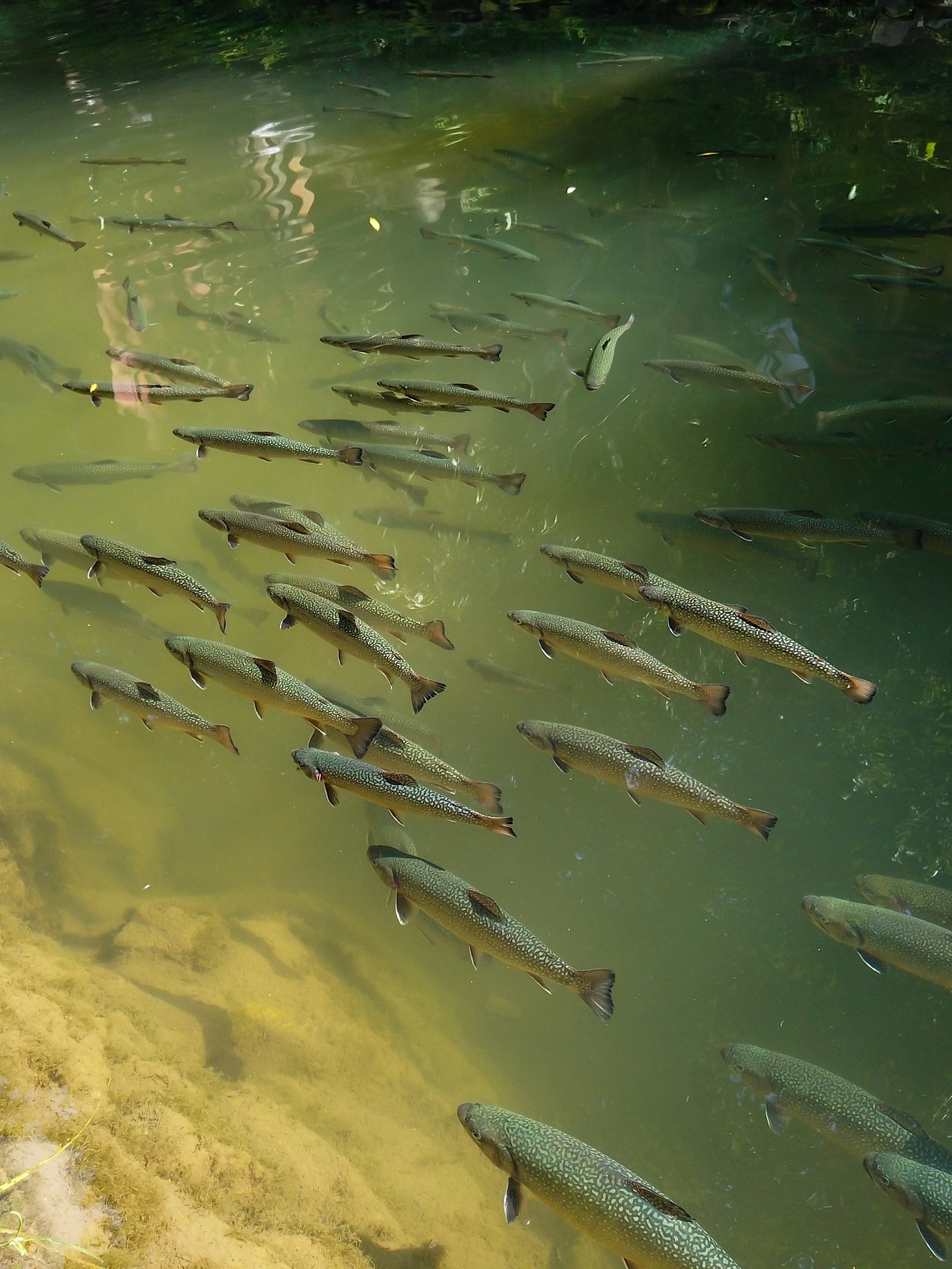 Group of brown trout swimming in a river.