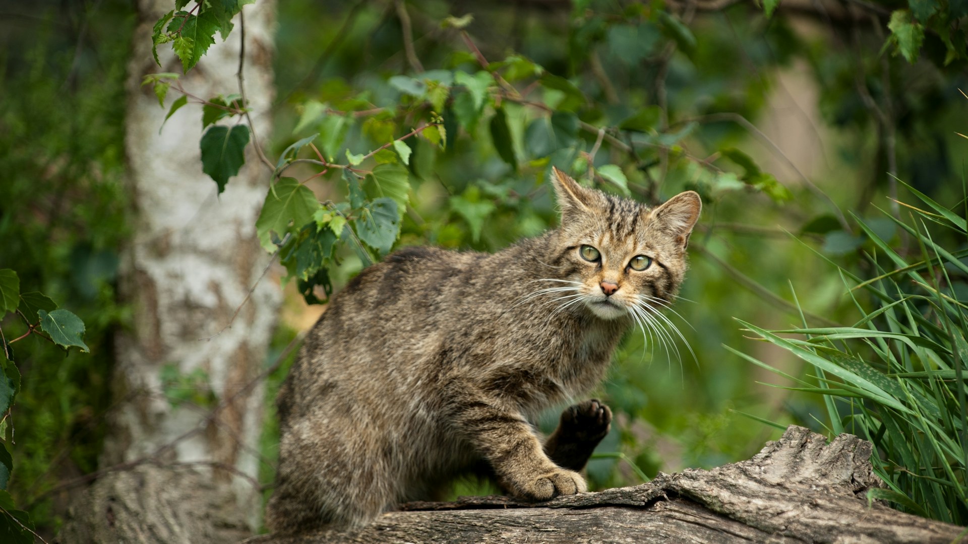 Scottish wildcat