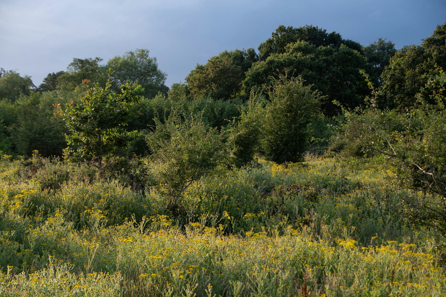 Scrub in bloom on a sunny day, Knepp Castle Estate