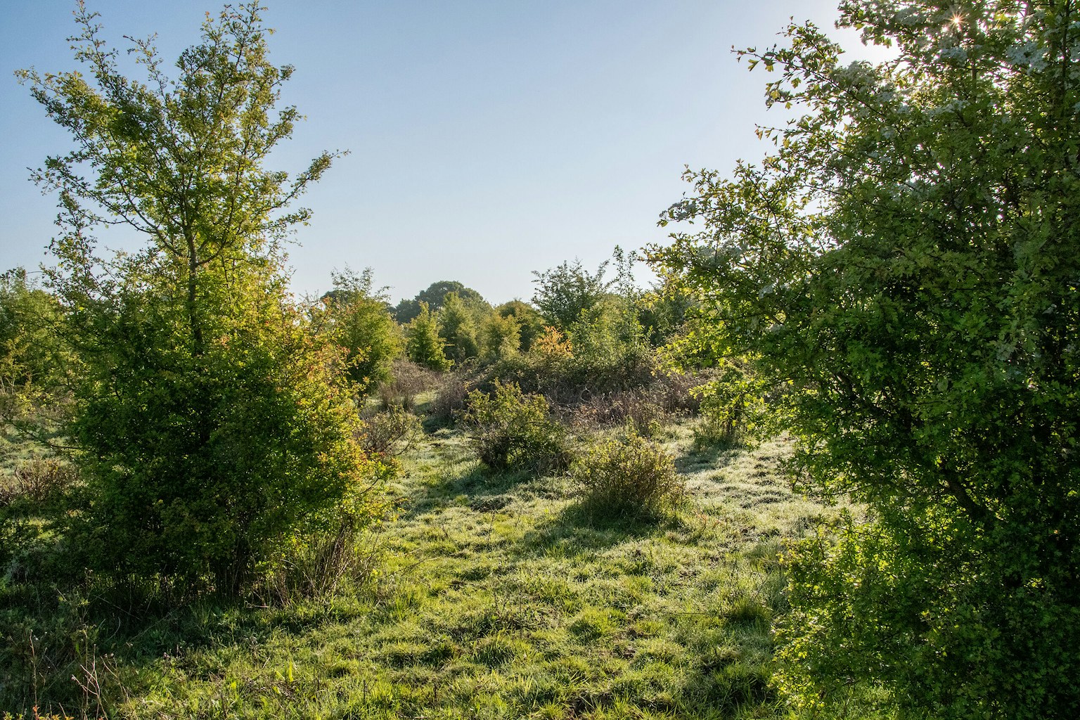 Scrub on a sunny day, Knepp
