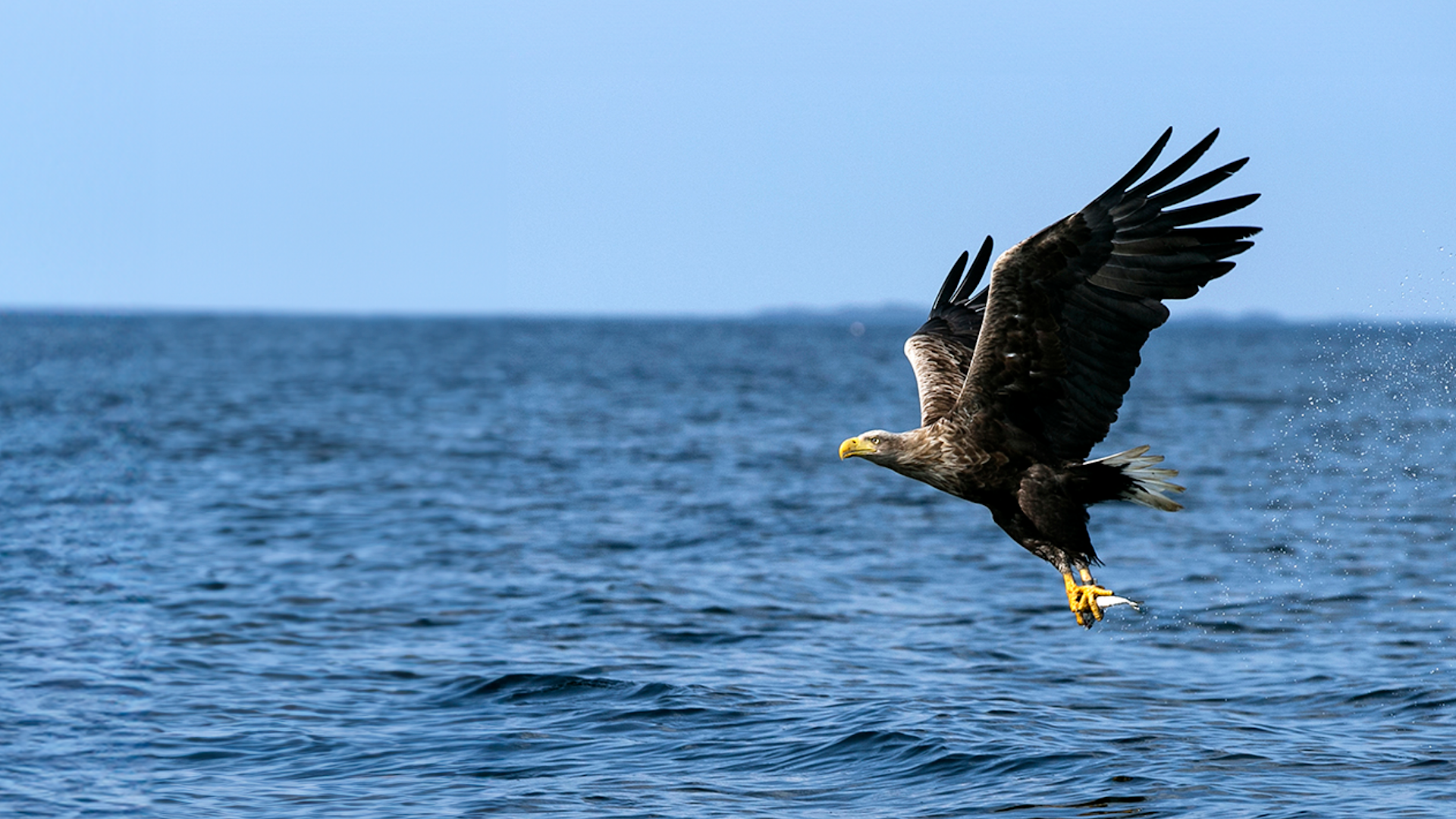 Sea eagle landing on the sea