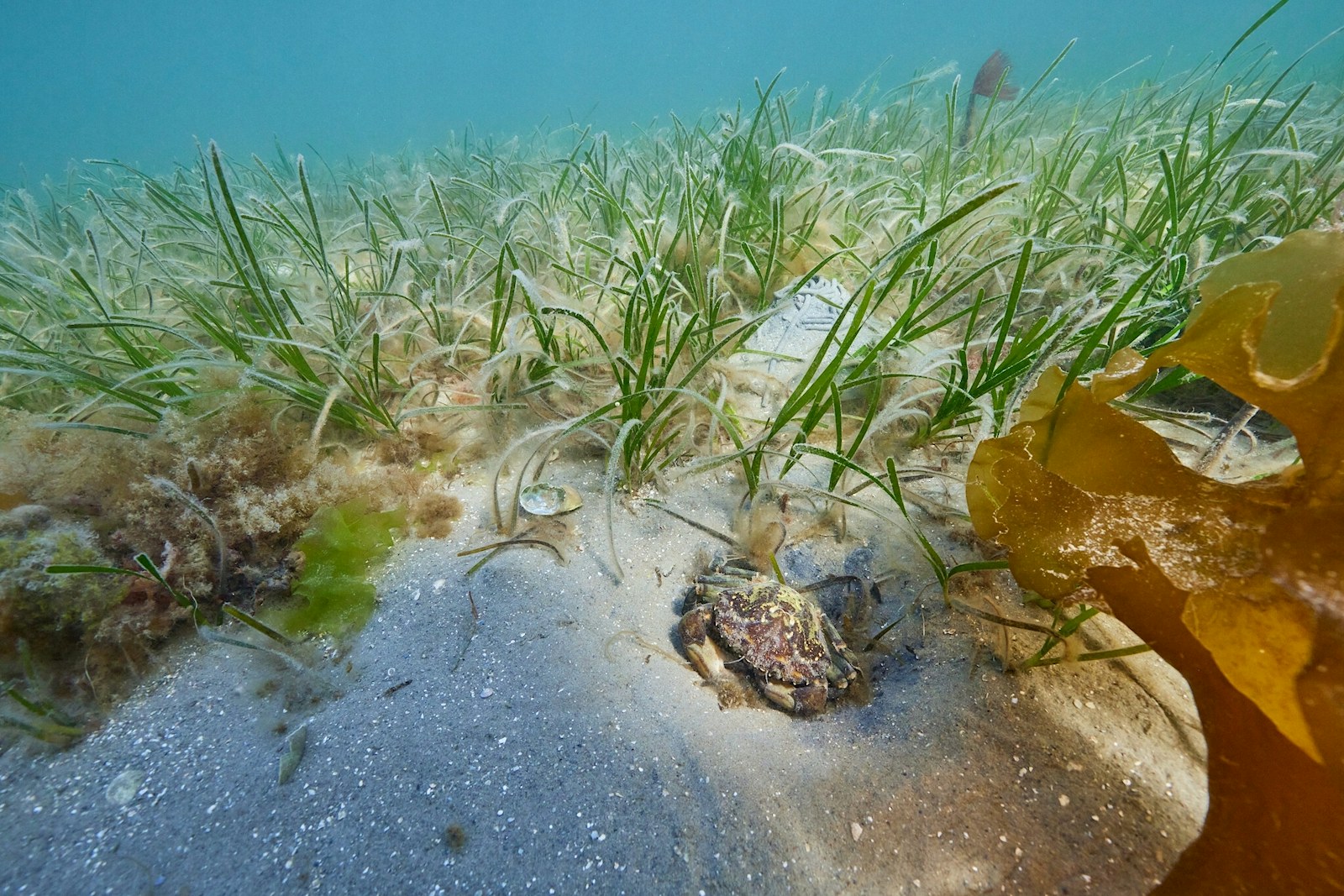 Seagrass and crab in seagrass bed