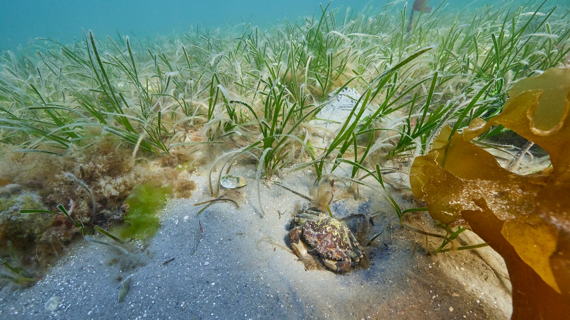 Seagrass and crab in seagrass bed