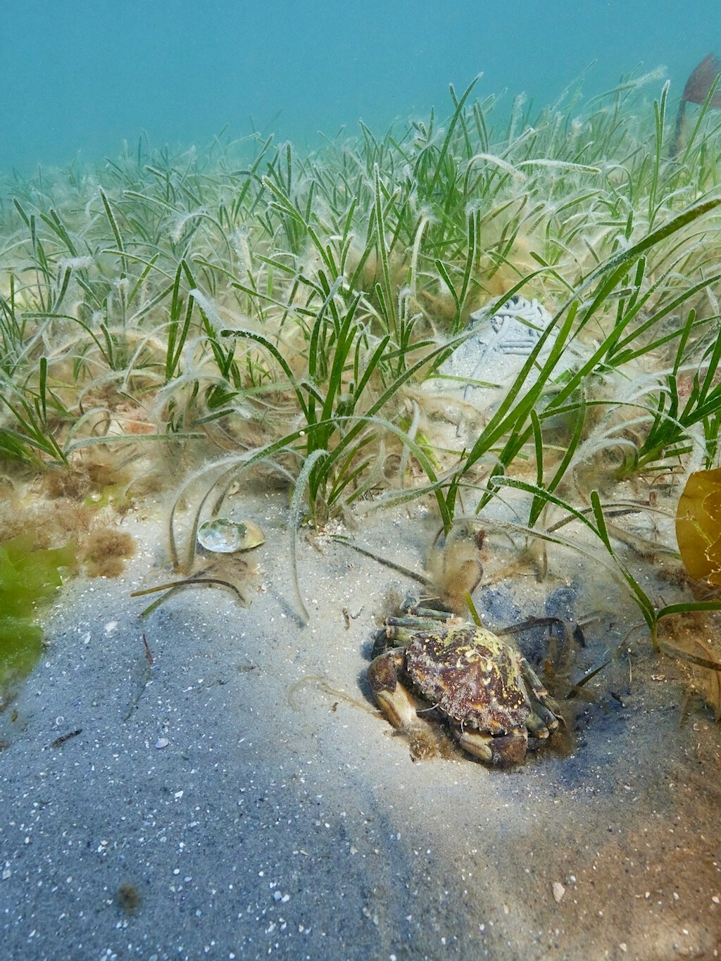 Seagrass and crab in seagrass bed