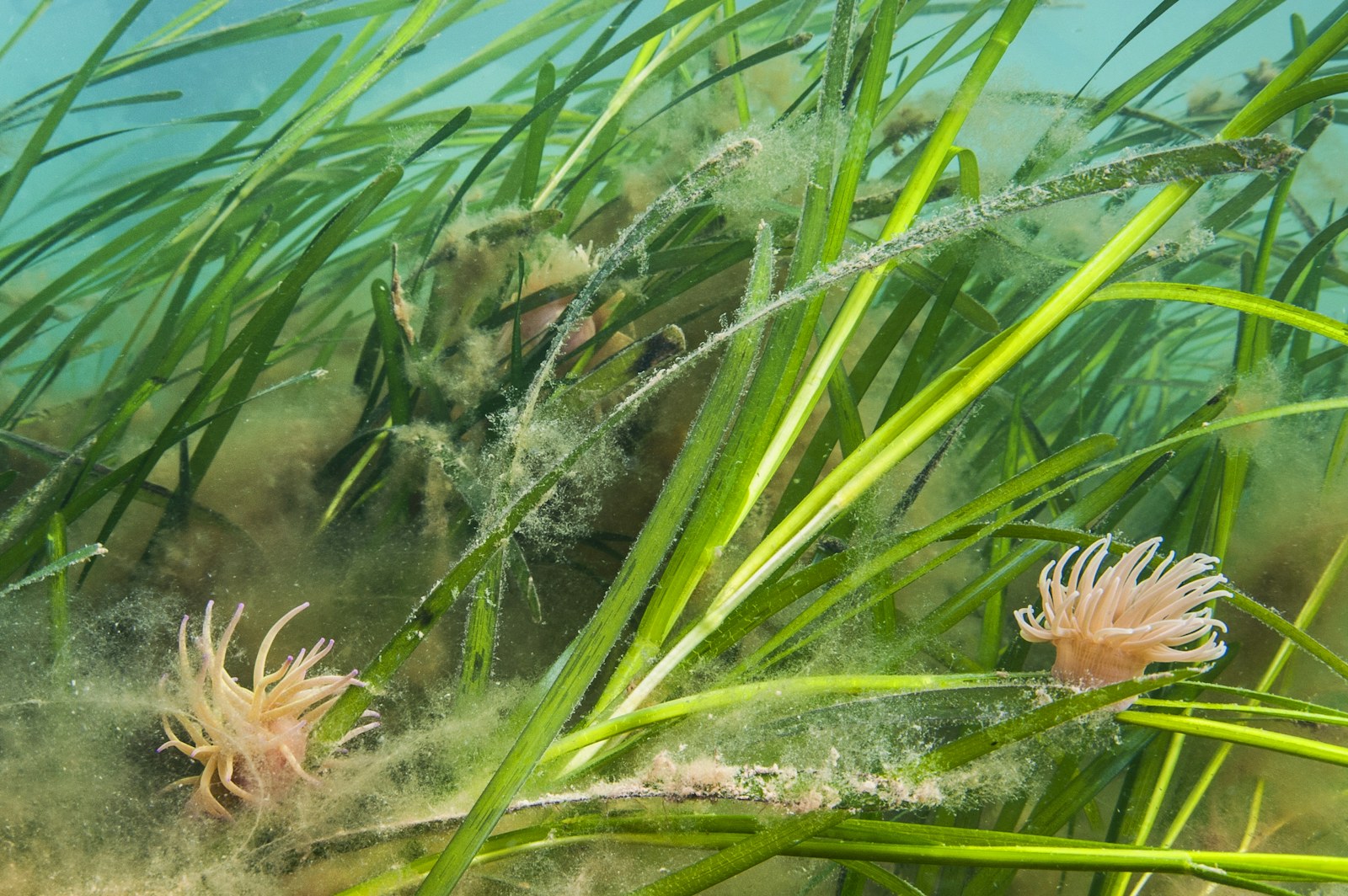 Seagrass