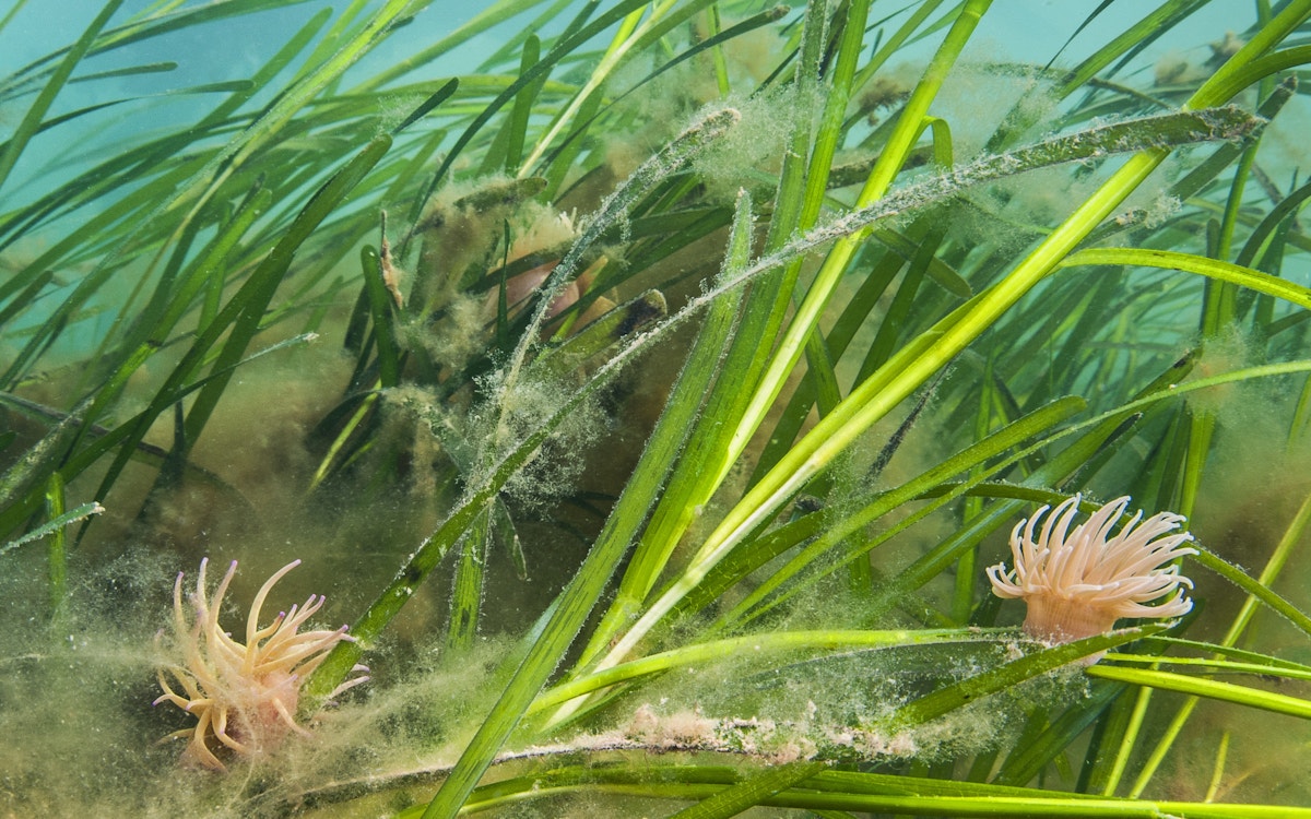 Seagrass